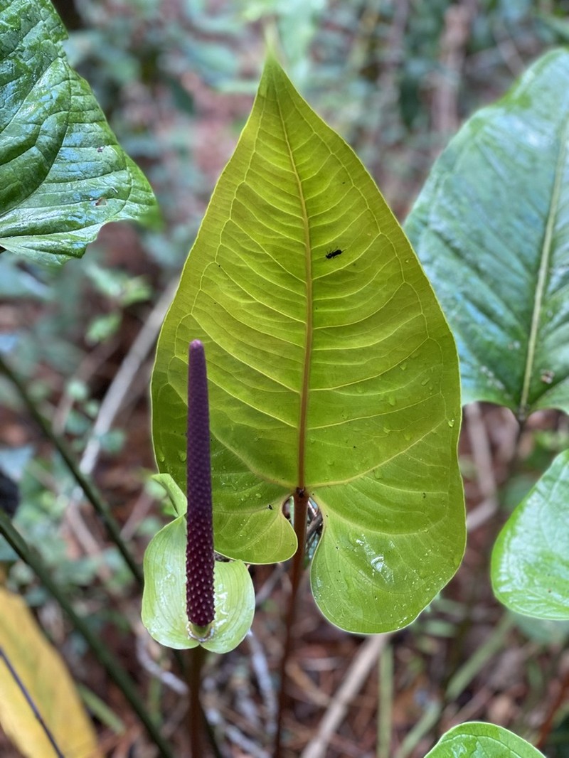 Anthurium subcordatum photo 3