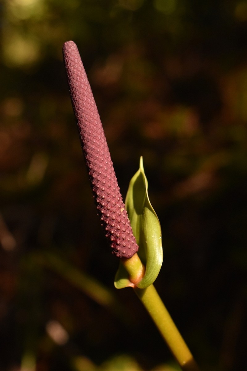 Anthurium subcordatum photo 4