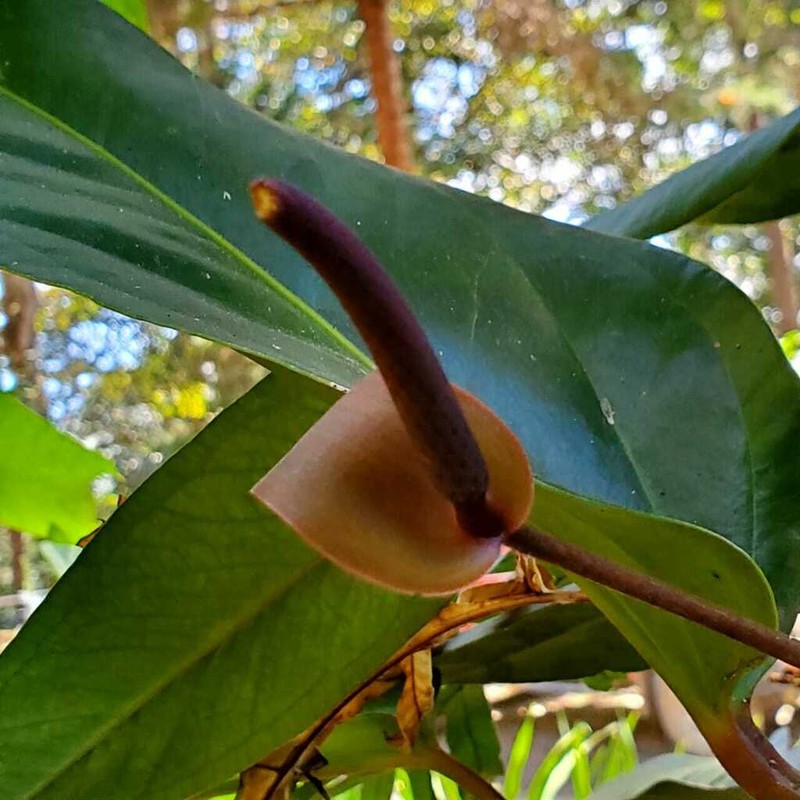 Anthurium subcordatum photo 5