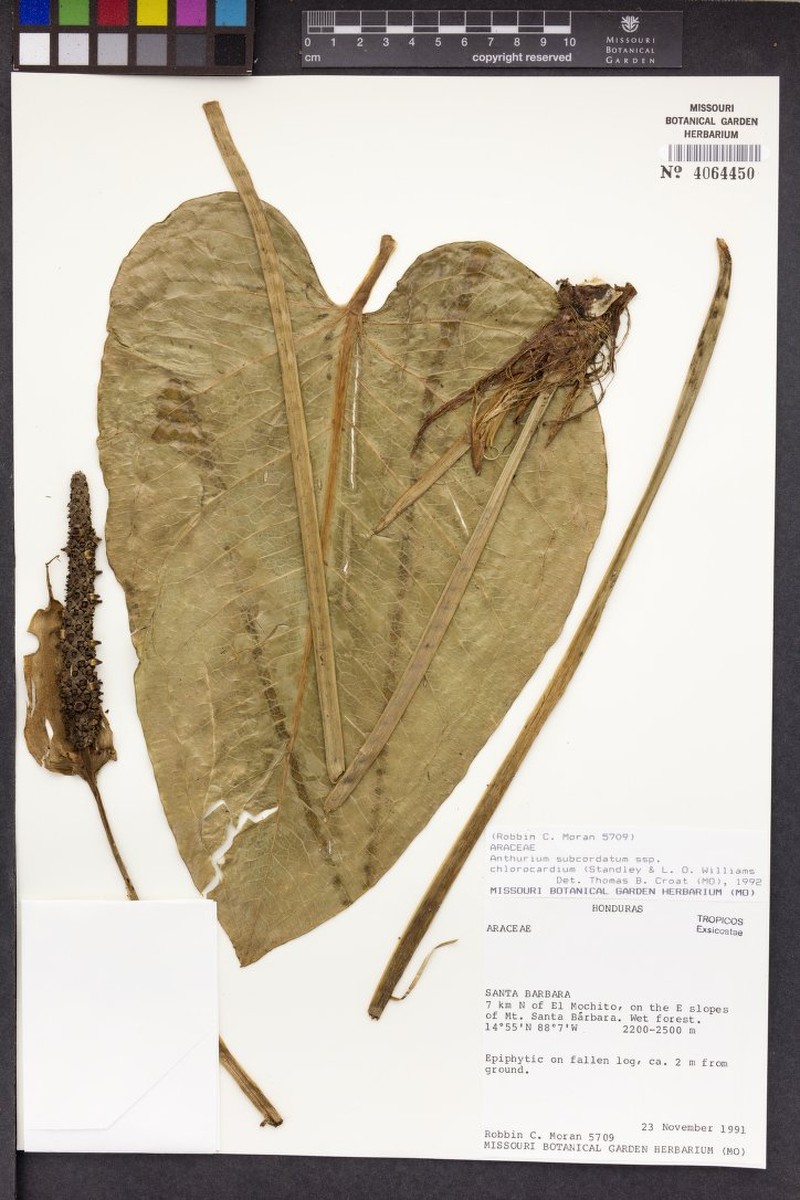 Anthurium subcordatum subsp. chlorocardium