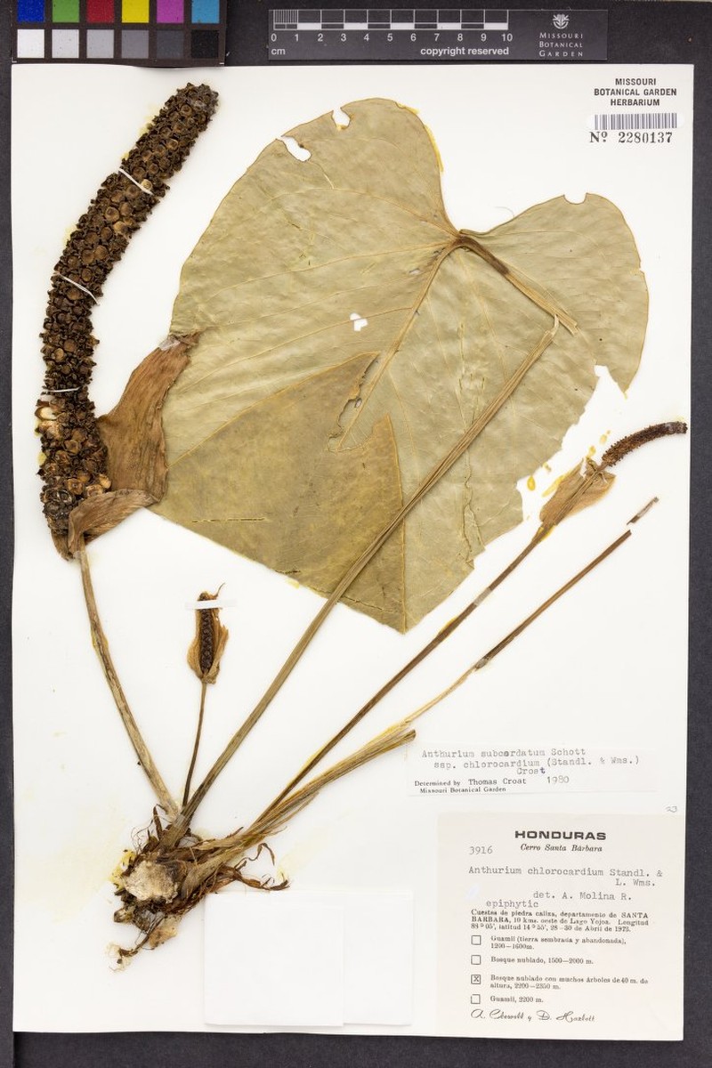 Anthurium subcordatum subsp. chlorocardium photo 2