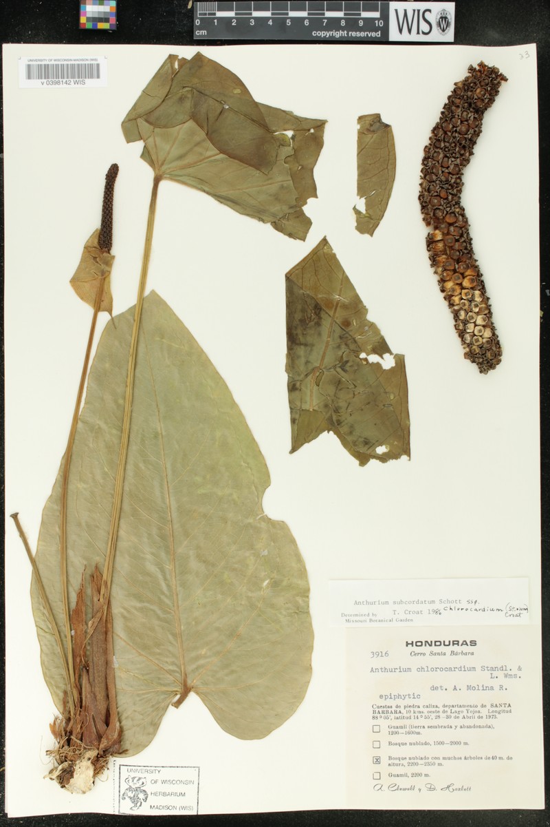 Anthurium subcordatum subsp. chlorocardium photo 3