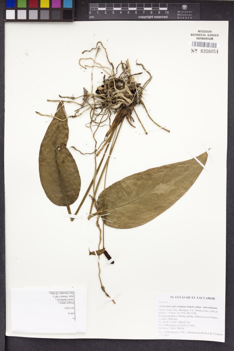 Anthurium subcordatum subsp. subcordatum