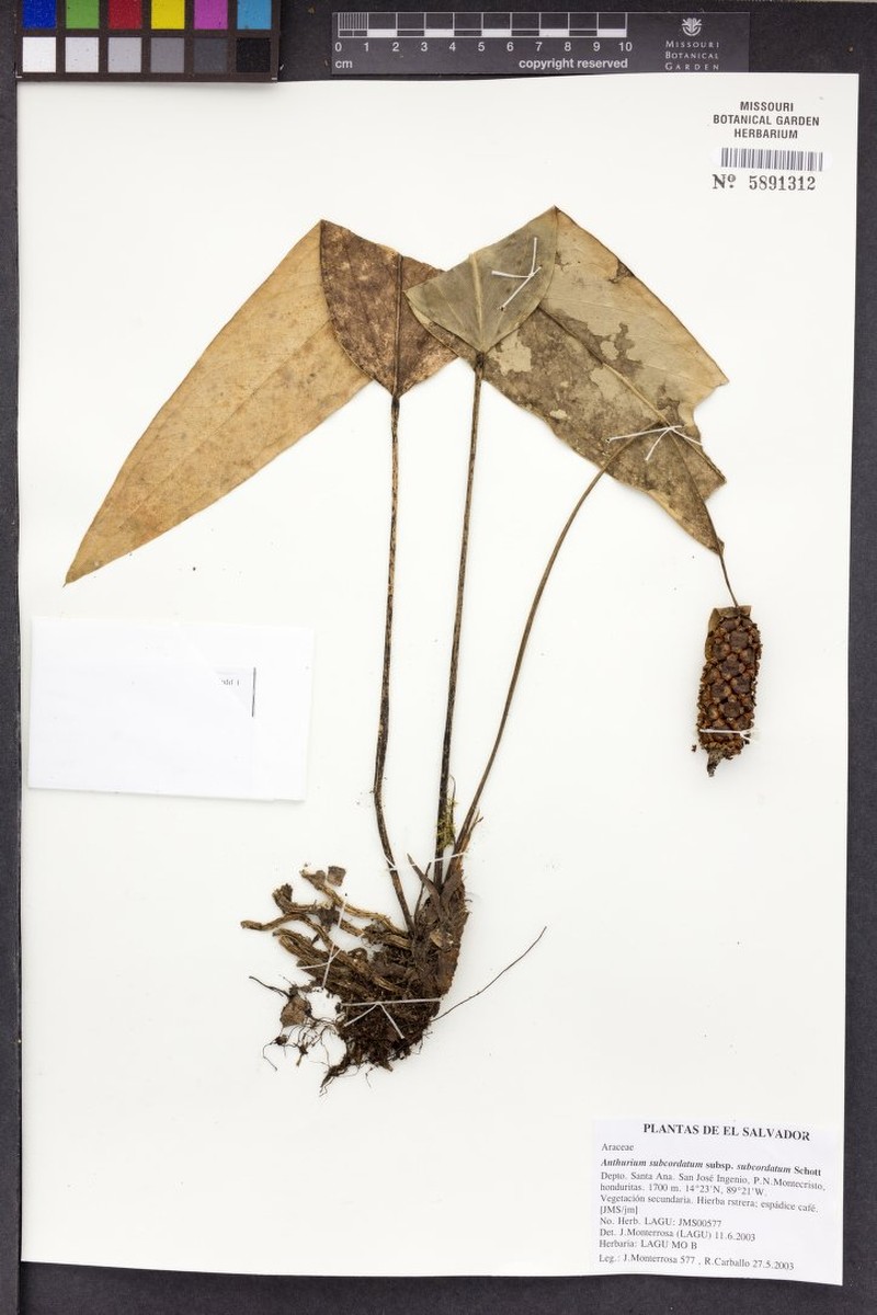 Anthurium subcordatum subsp. subcordatum photo 2