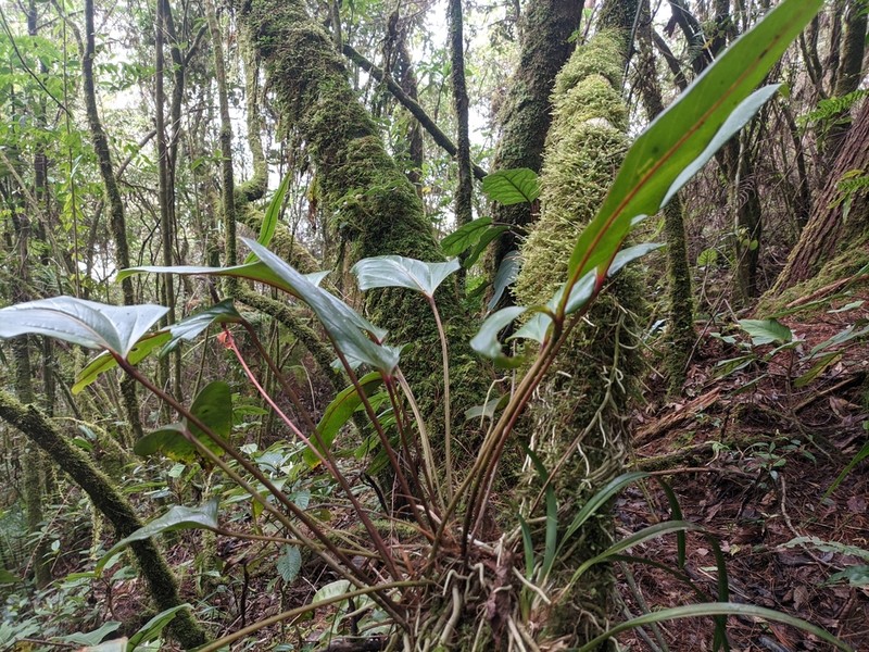 Anthurium subovatum
