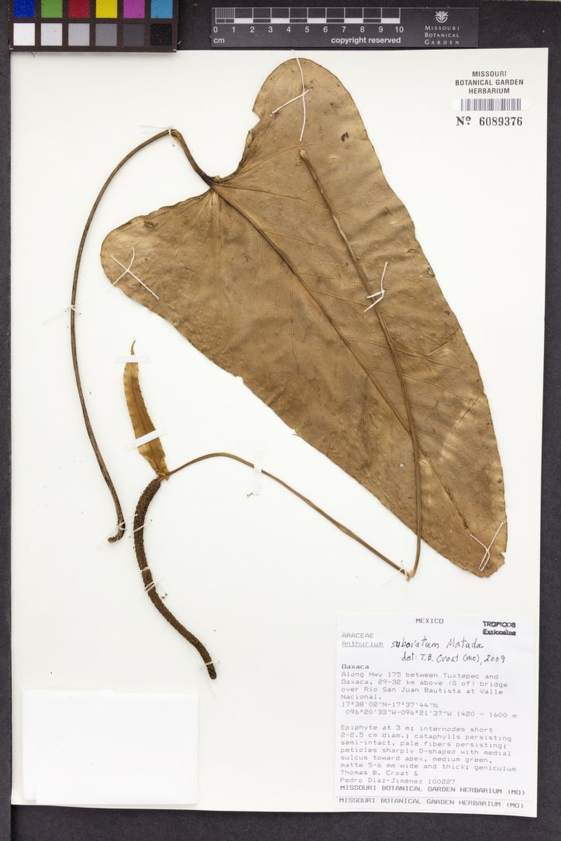 Anthurium subovatum photo 2
