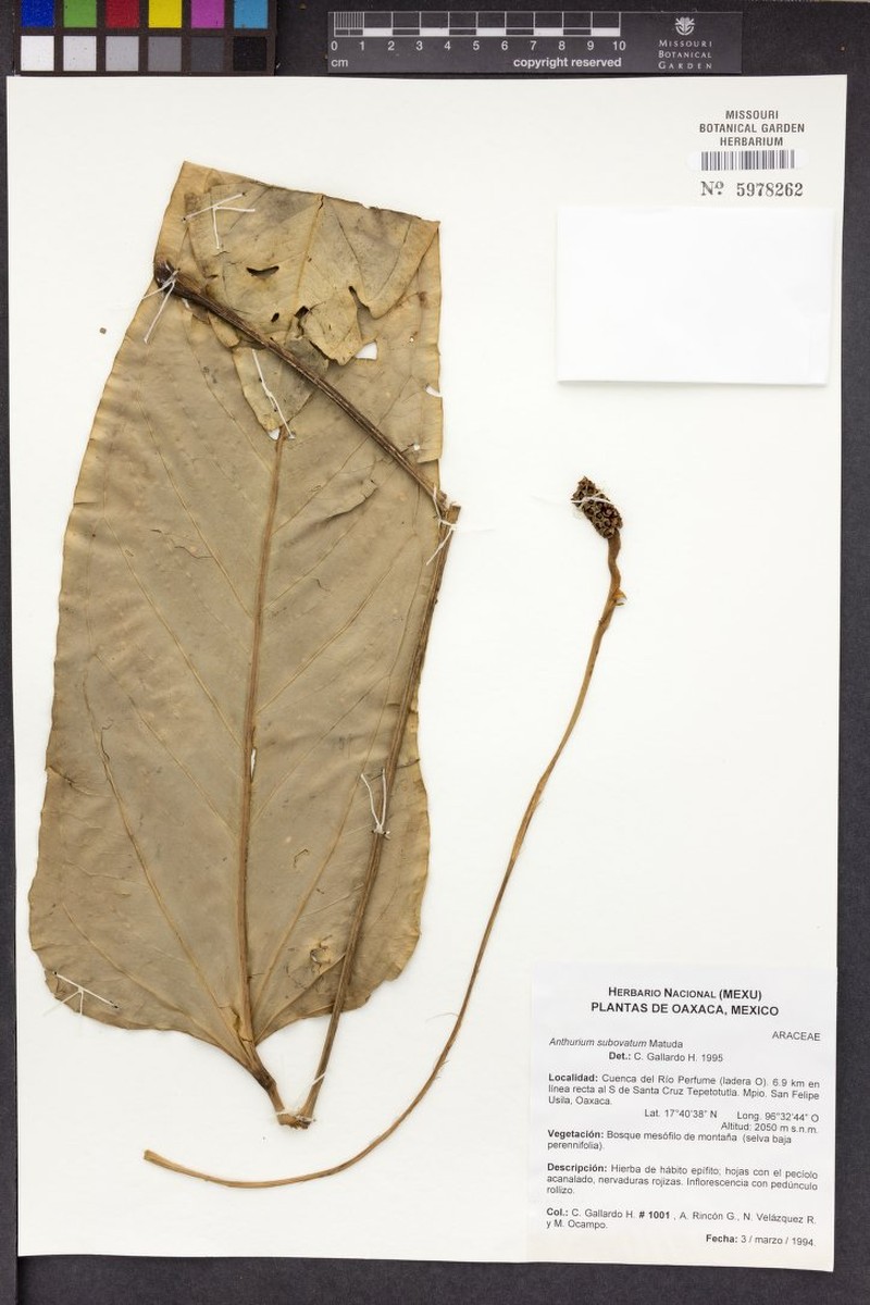 Anthurium subovatum photo 3
