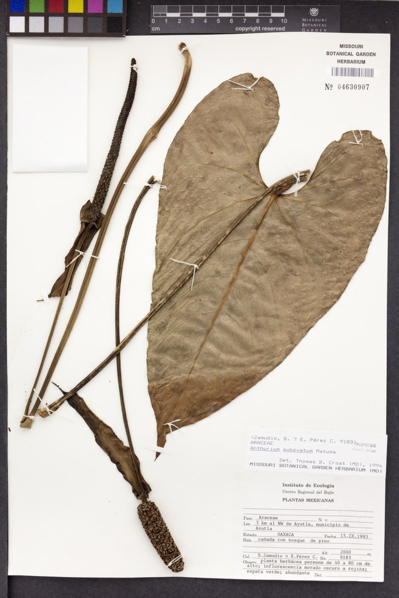 Anthurium subovatum photo 5