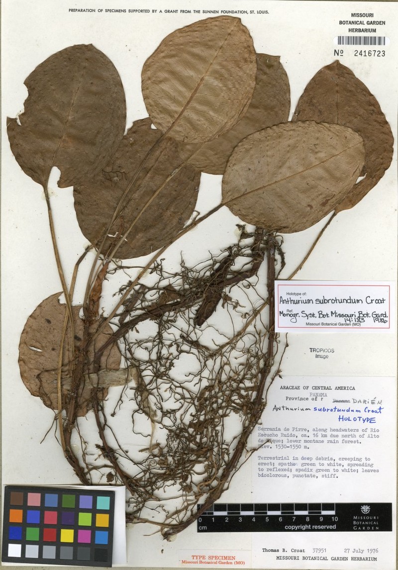 Anthurium subrotundum photo 3
