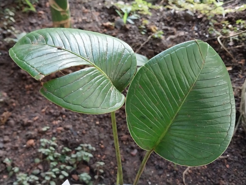 Anthurium subrotundum photo 2