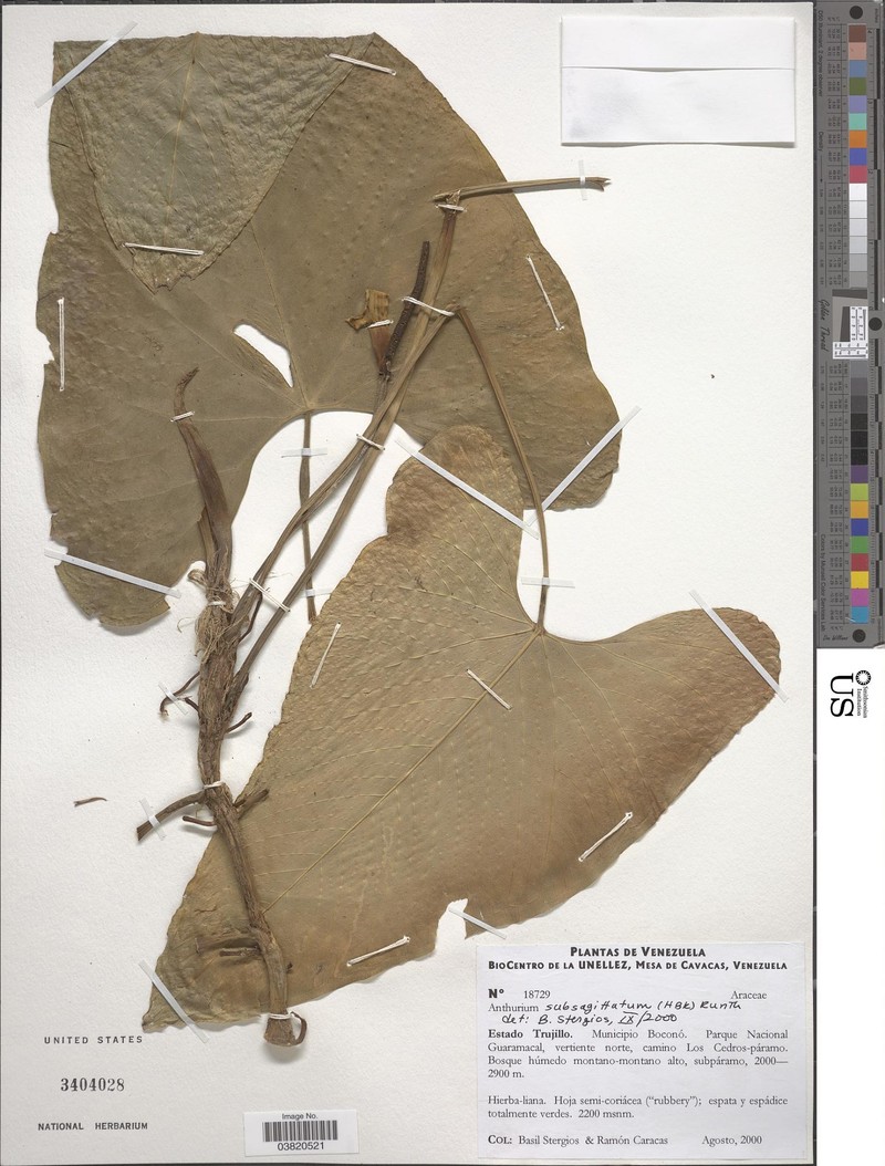 Anthurium subsagittatum