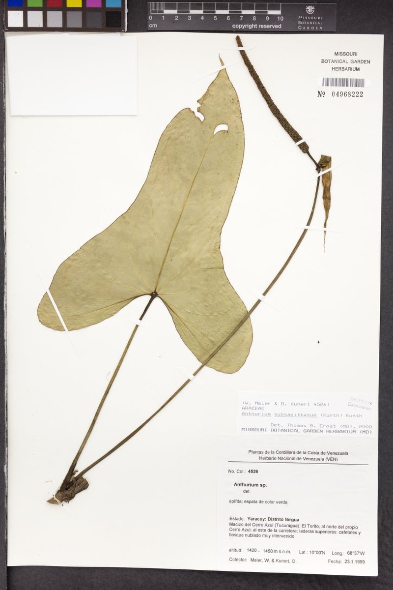 Anthurium subsagittatum photo 2