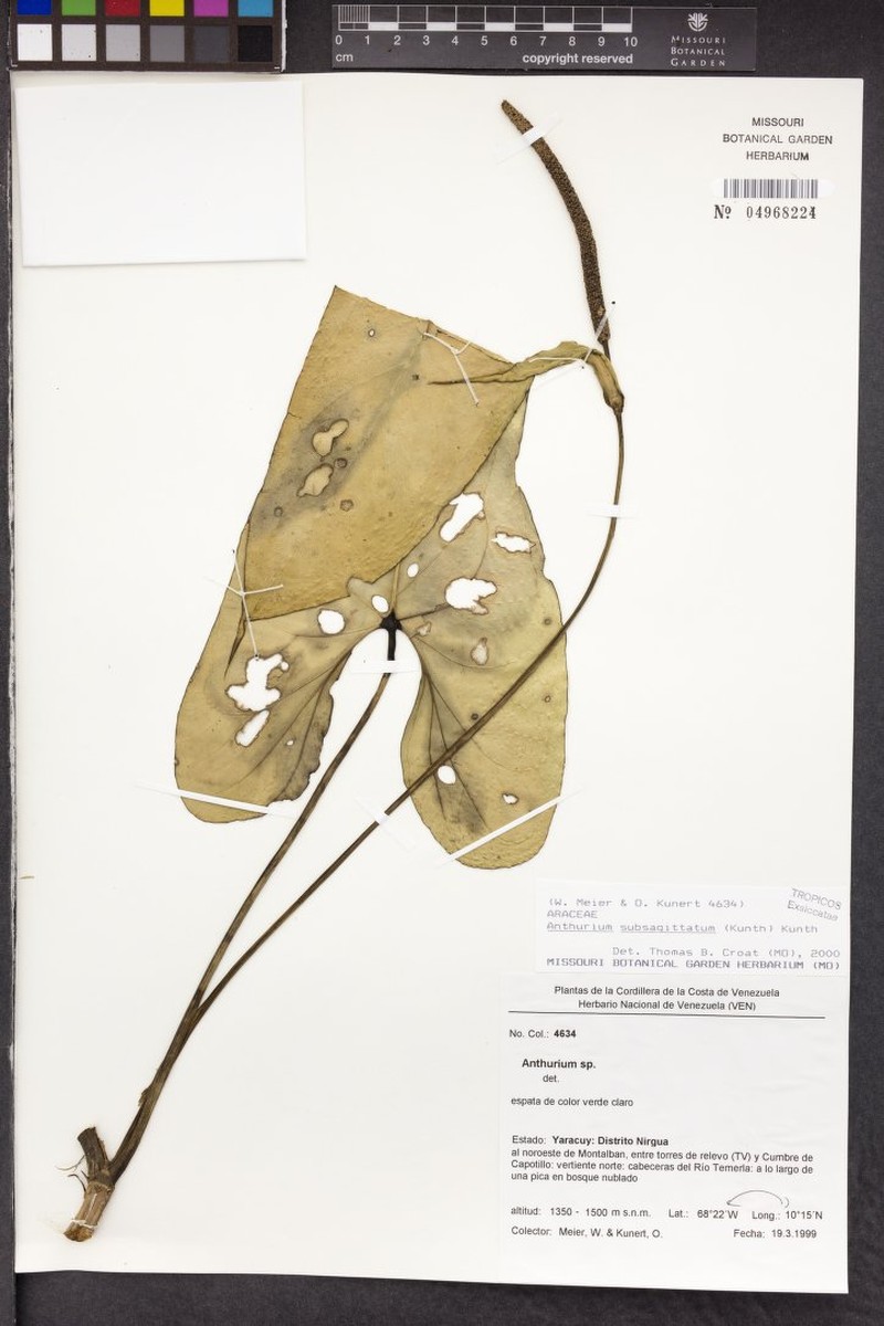 Anthurium subsagittatum photo 3