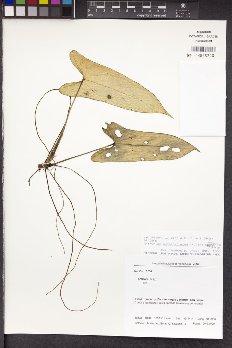 Anthurium subsagittatum photo 4
