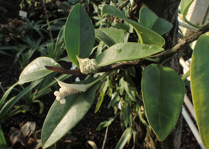 Anthurium subsignatum