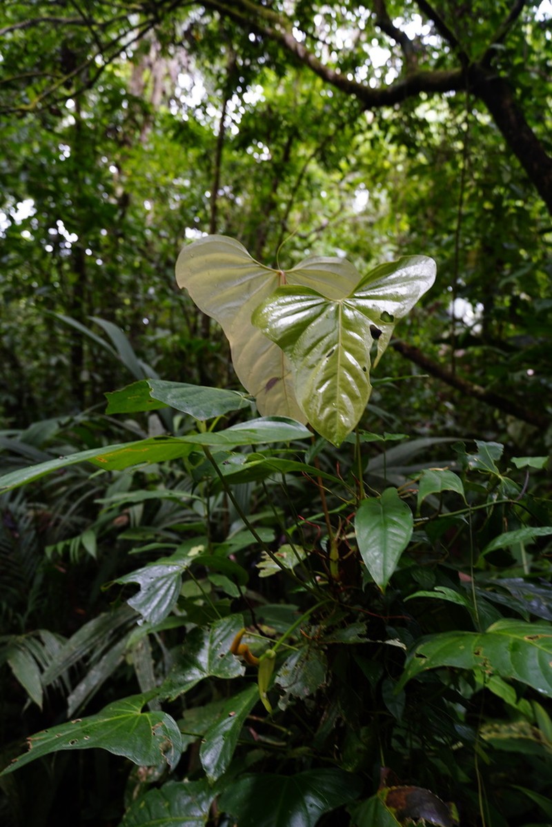 Anthurium subsignatum photo 2
