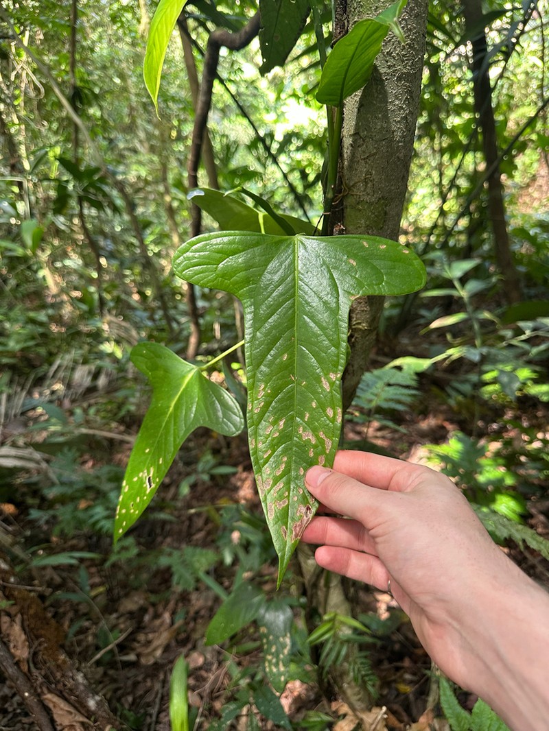 Anthurium subsignatum photo 3