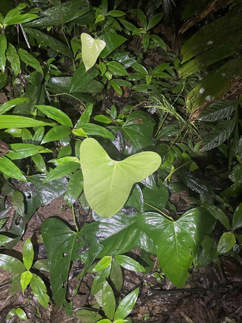 Anthurium subsignatum photo 4