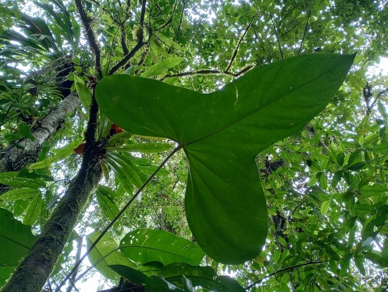 Anthurium subsignatum photo 5