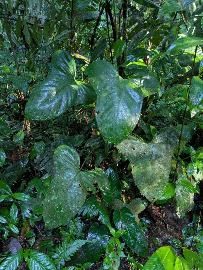 Anthurium subsignatum photo 6