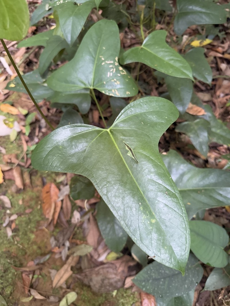 Anthurium subsignatum photo 7