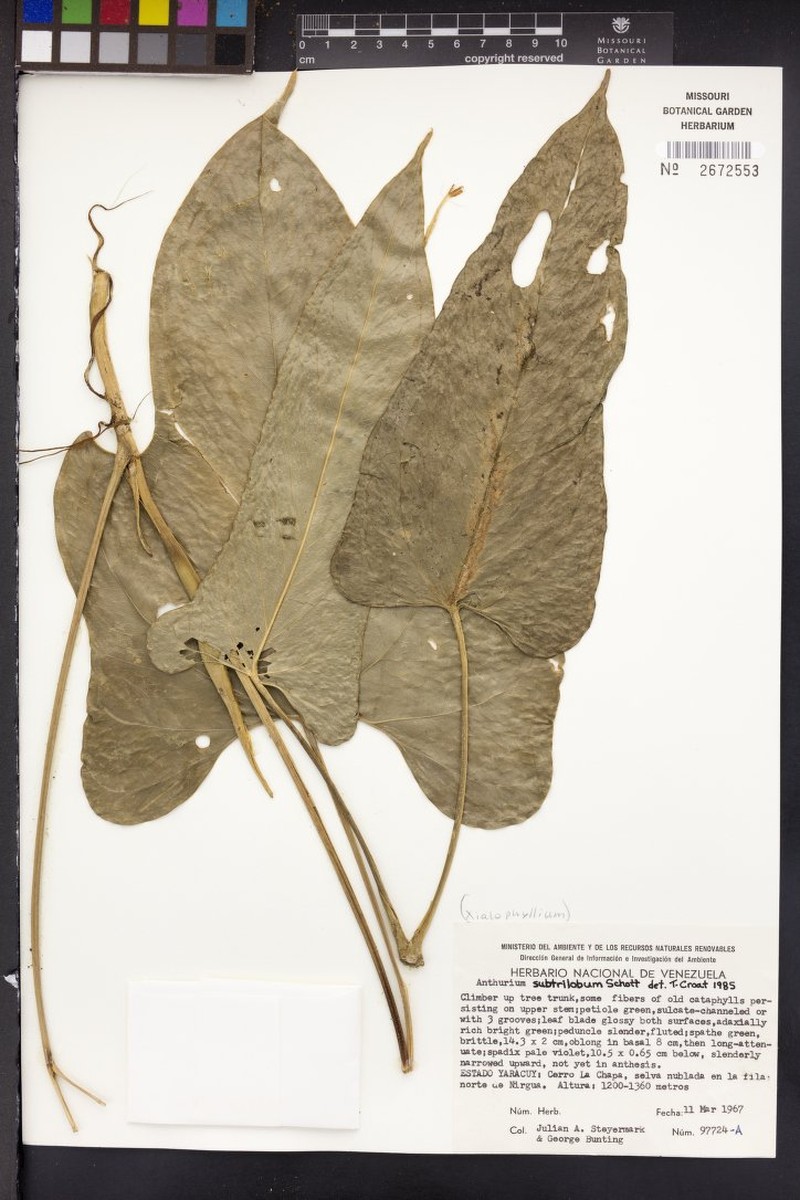Anthurium subtrilobum