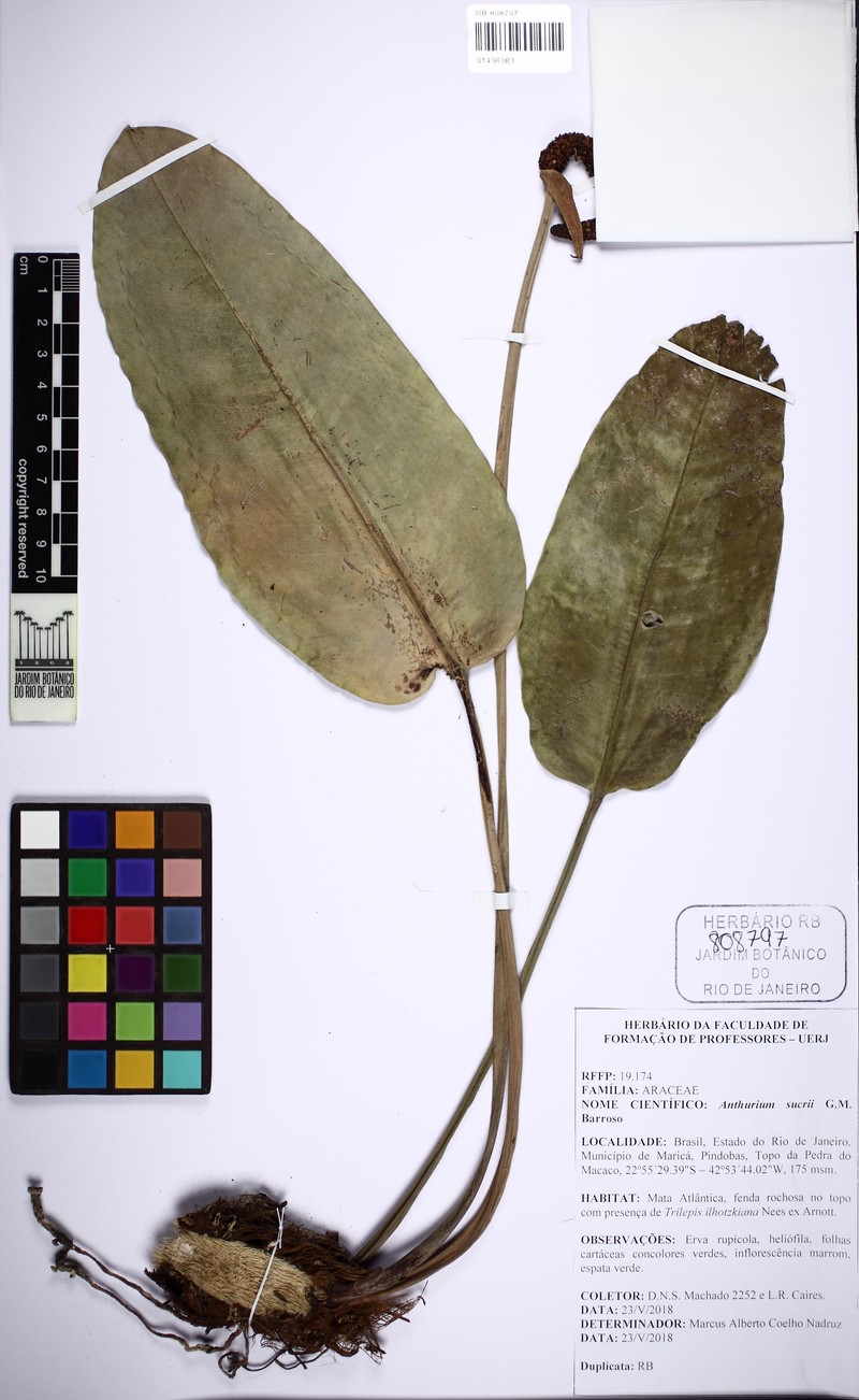 Anthurium sucrii