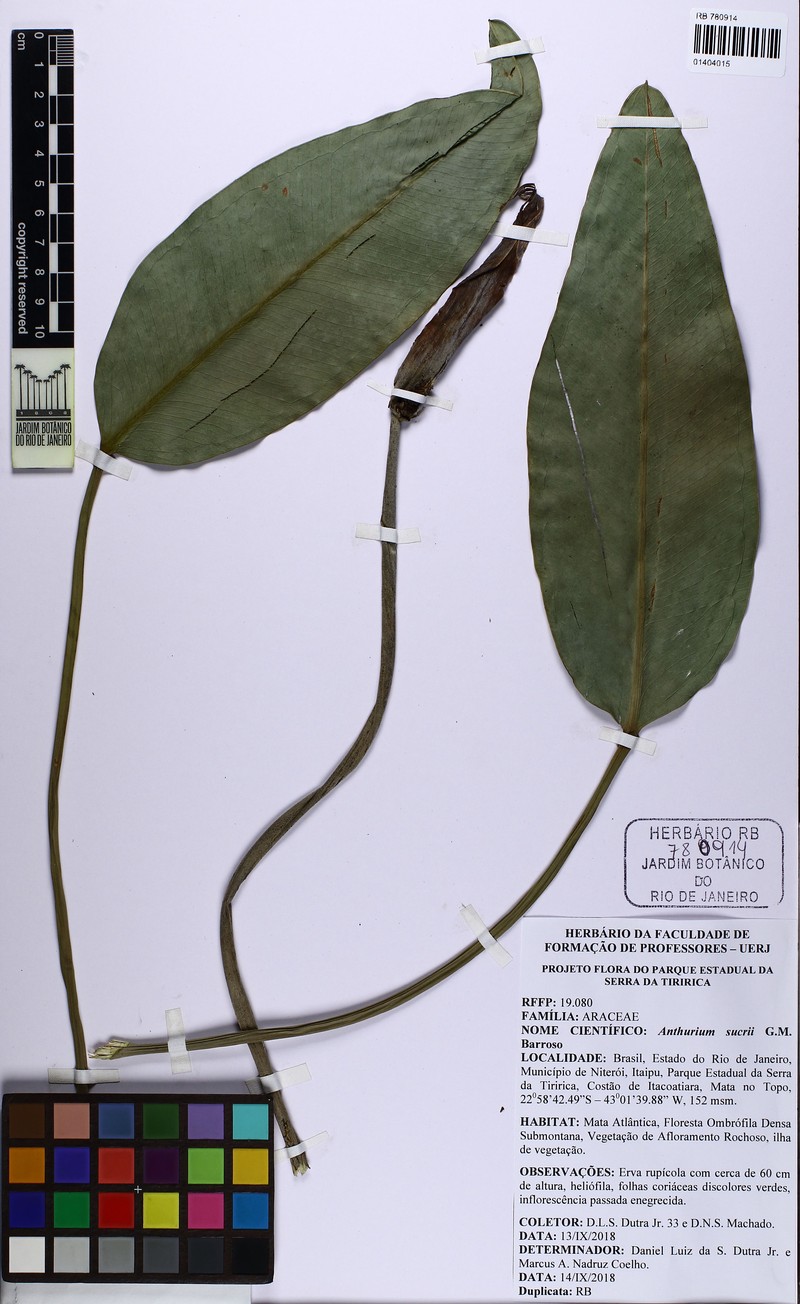 Anthurium sucrii photo 2