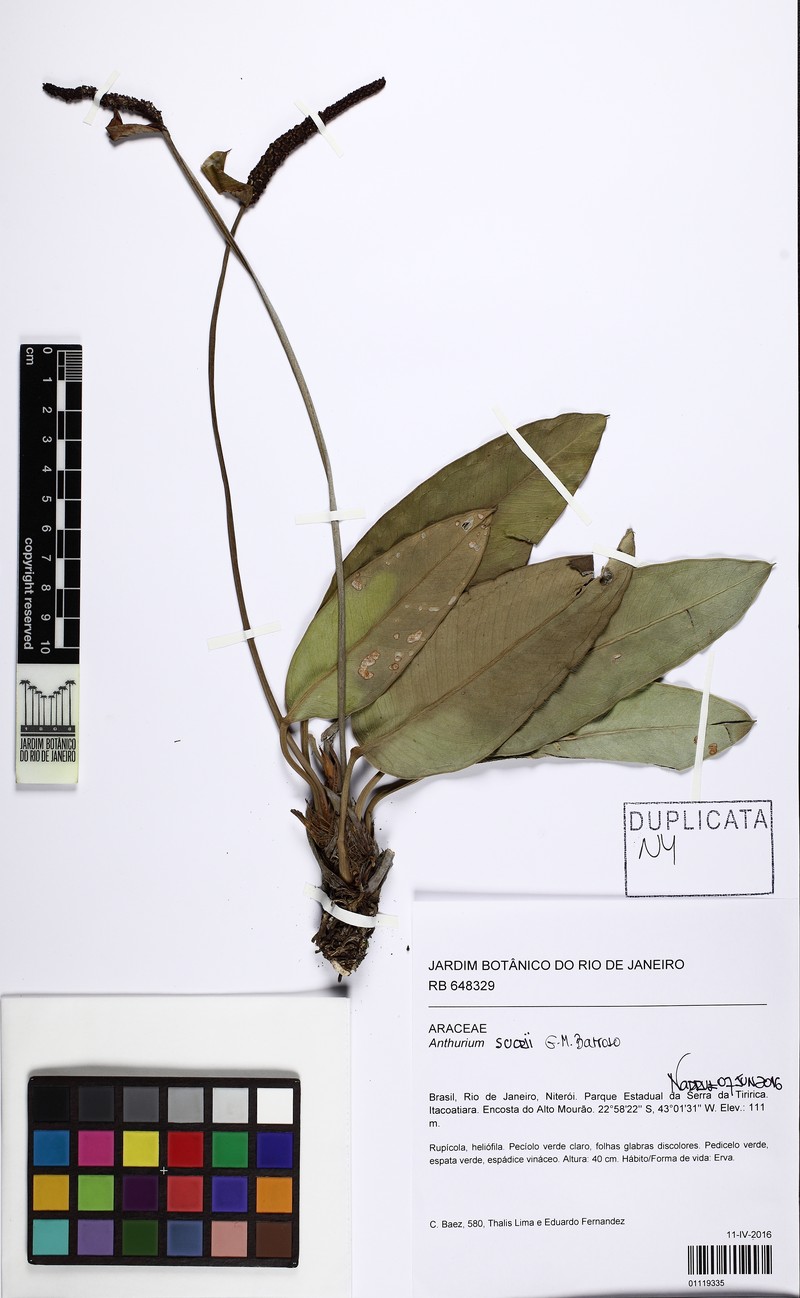 Anthurium sucrii photo 3