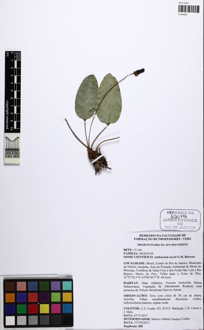 Anthurium sucrii photo 4