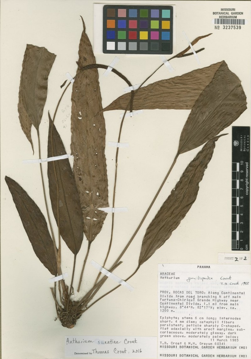 Anthurium sueae
