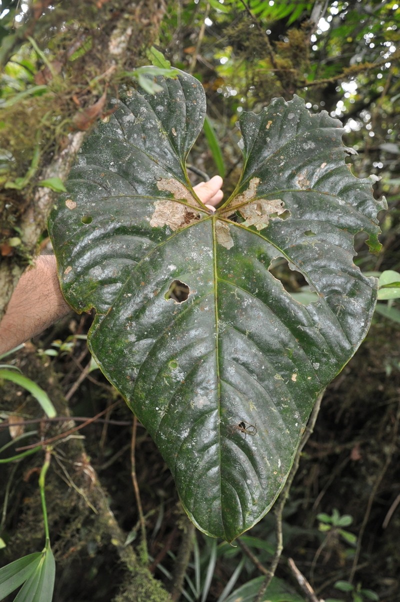 Anthurium suffusum photo 3