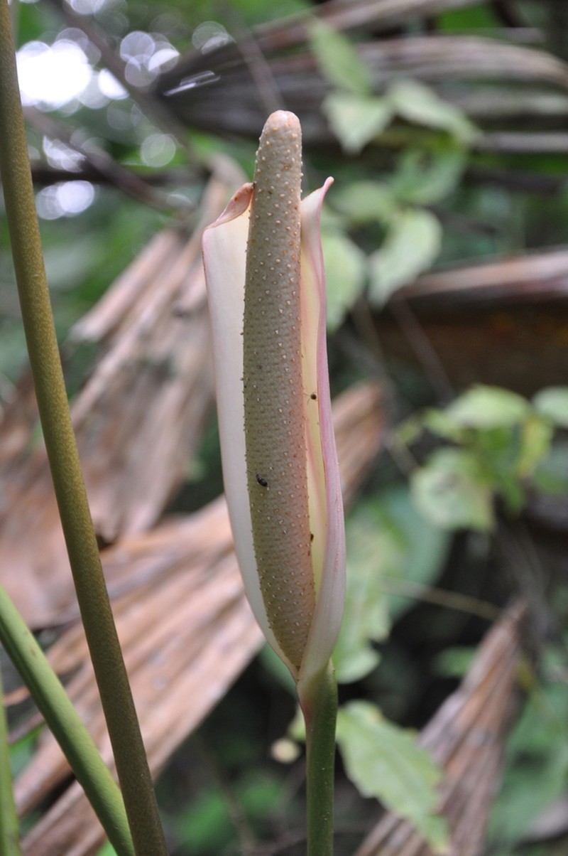 Anthurium suffusum photo 4