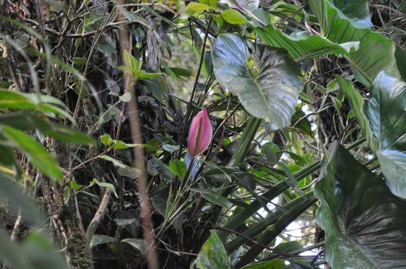 Anthurium suffusum photo 5