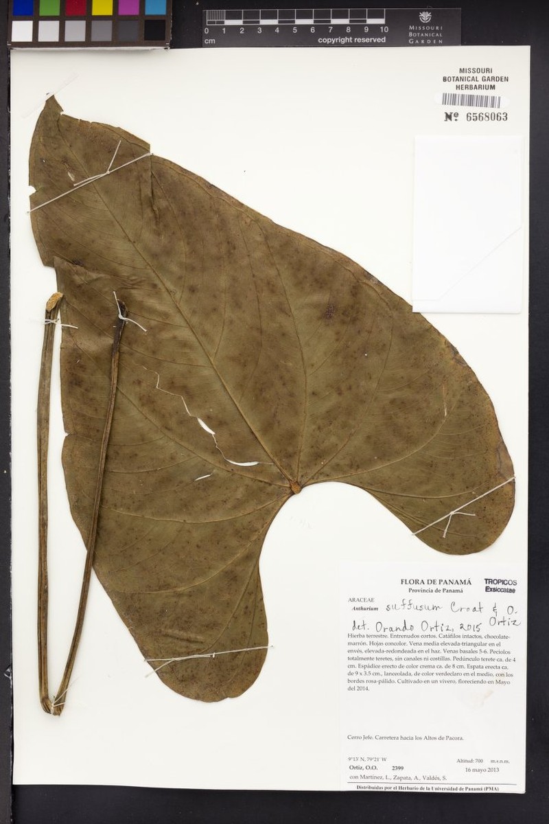 Anthurium suffusum photo 6