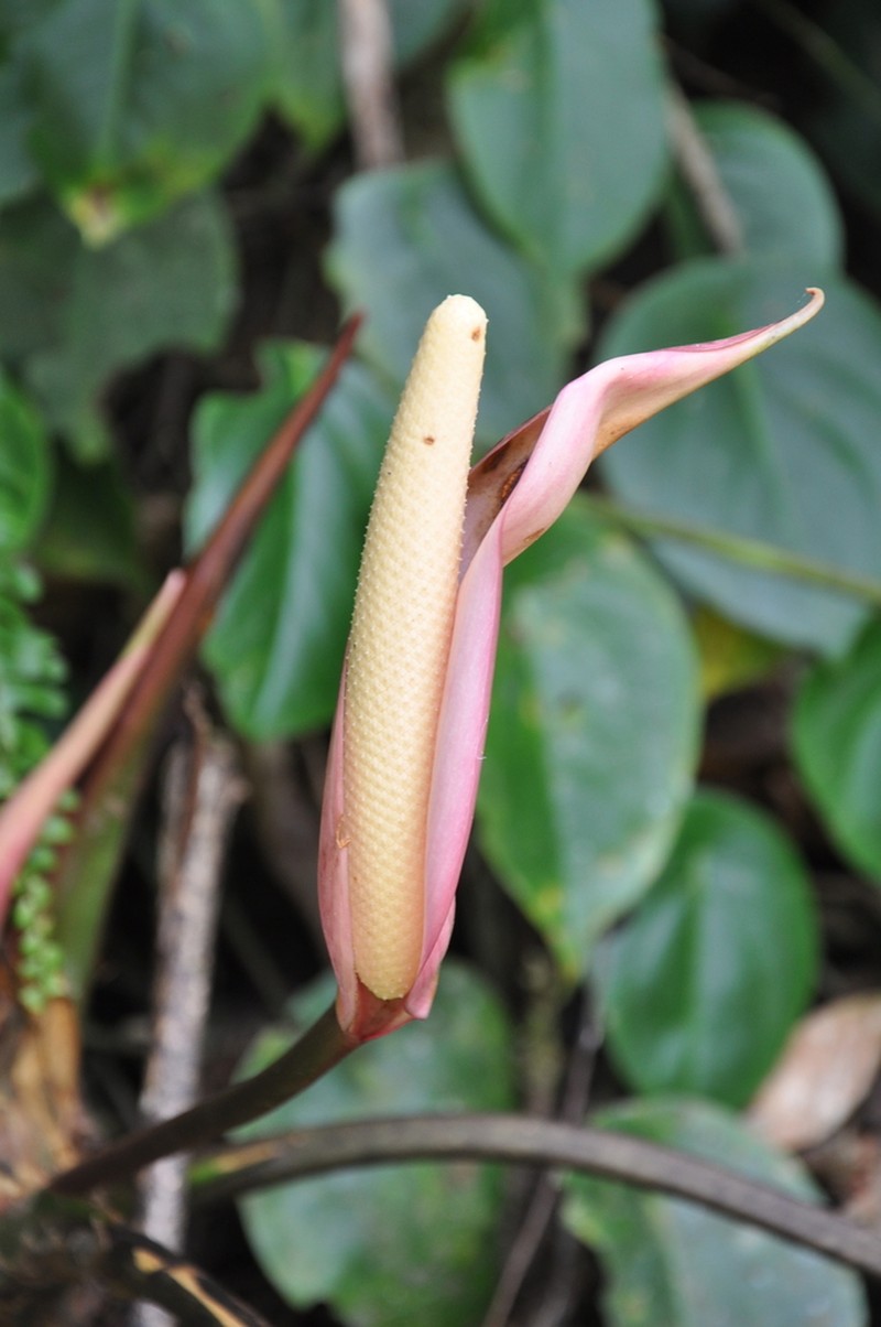 Anthurium suffusum