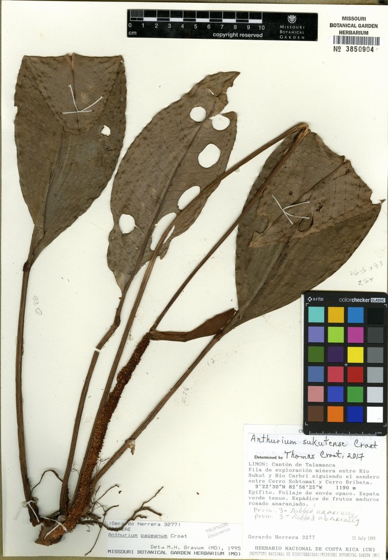 Anthurium sukutense