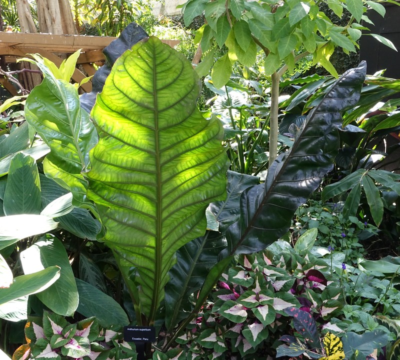 Anthurium superbum