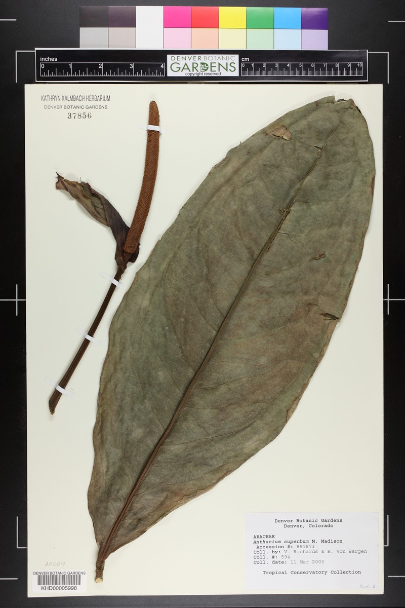 Anthurium superbum photo 2