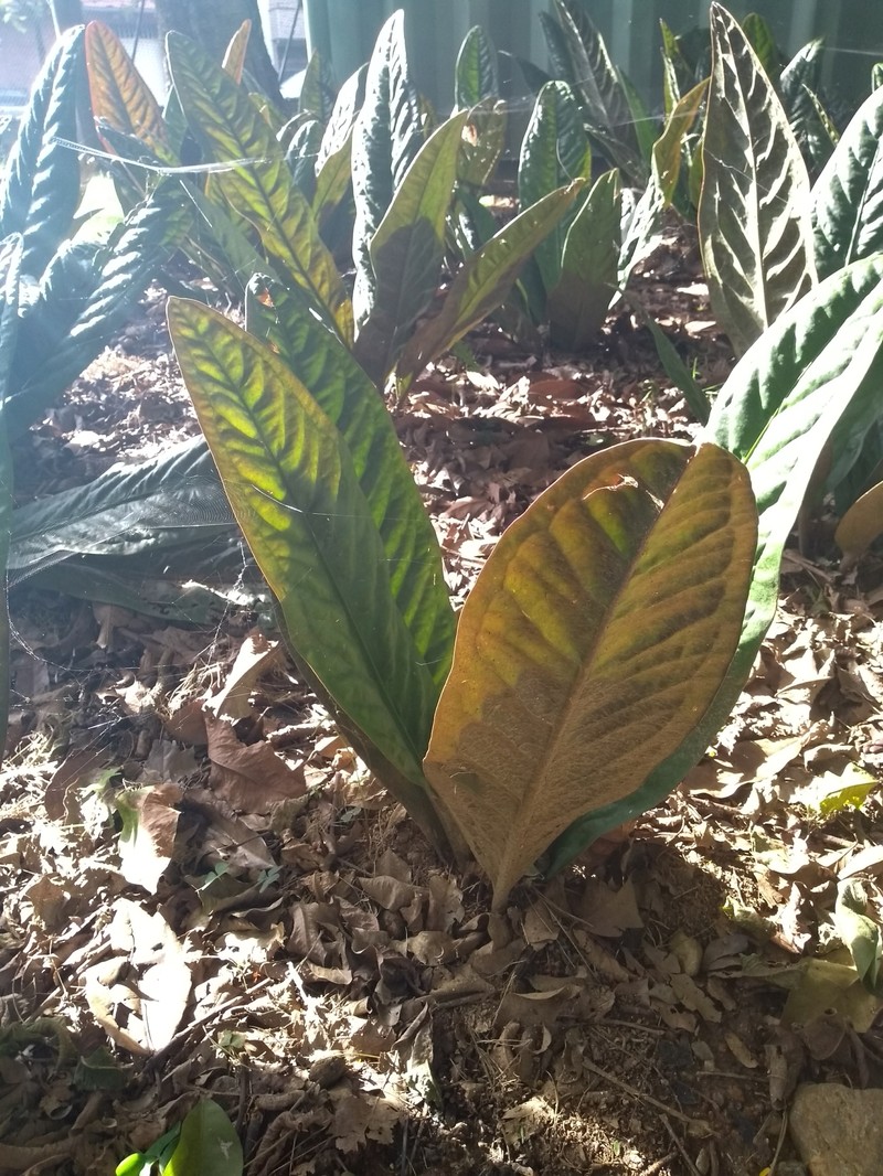 Anthurium superbum photo 4