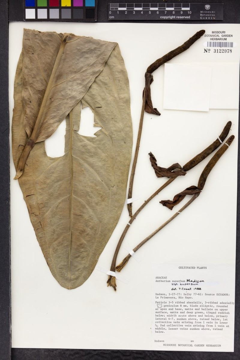 Anthurium superbum subsp. superbum