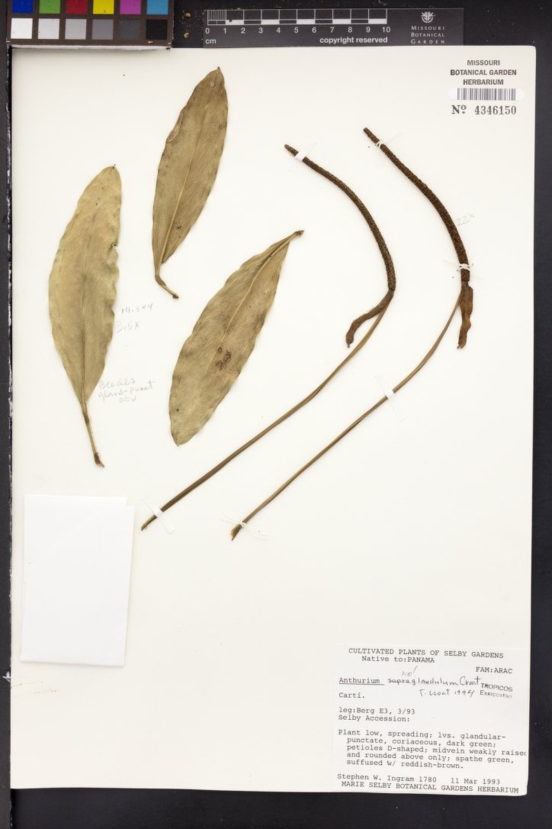 Anthurium supraglandulum photo 2