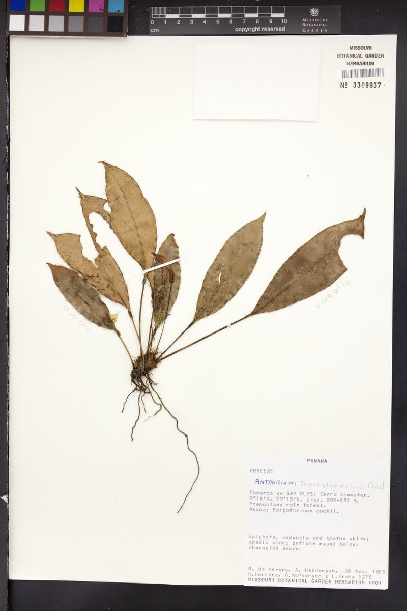 Anthurium supraglandulum photo 3