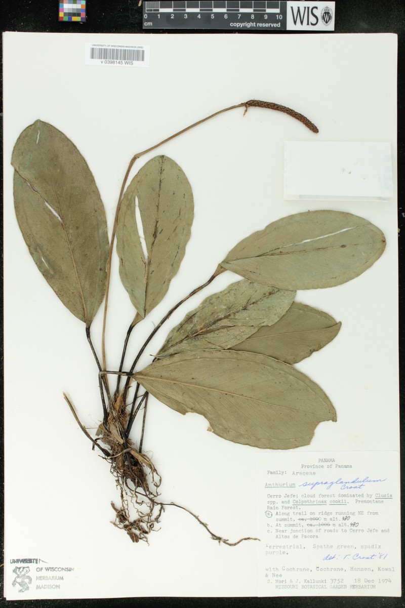 Anthurium supraglandulum