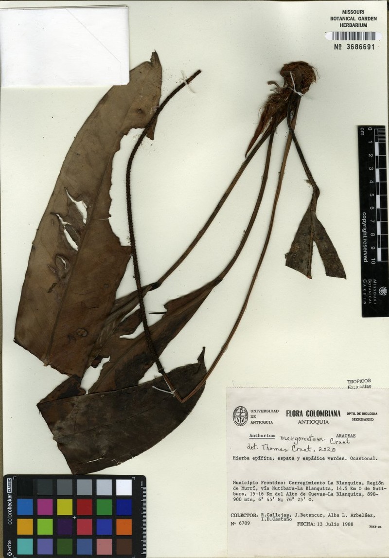 Anthurium sursumtepalum