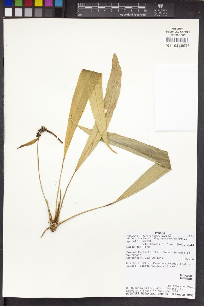 Anthurium sytsmae