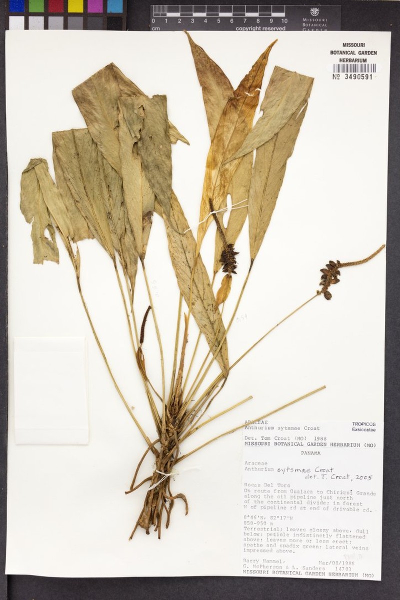Anthurium sytsmae photo 2