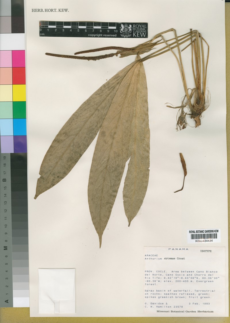 Anthurium sytsmae photo 3