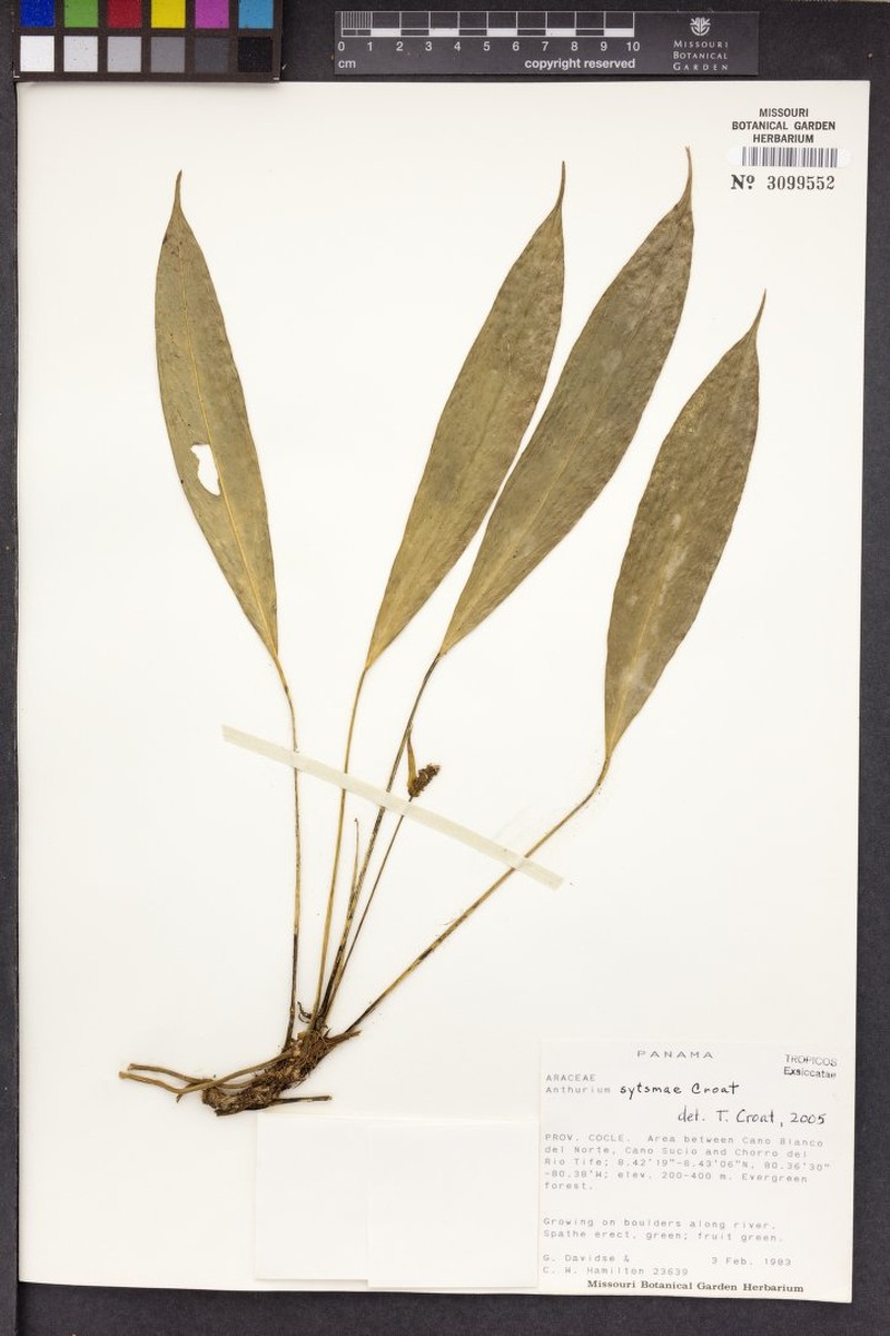 Anthurium sytsmae photo 4