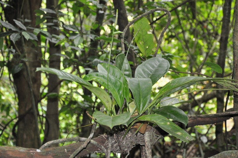 Anthurium tacarcunense photo 3